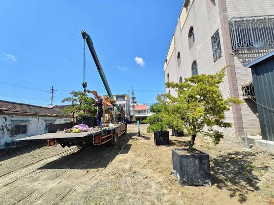 安平區 吊掛載運樹木 西港工程