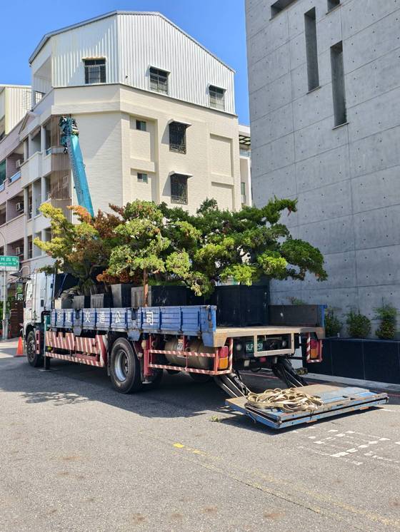 安平區 吊掛載運樹木 西港工程