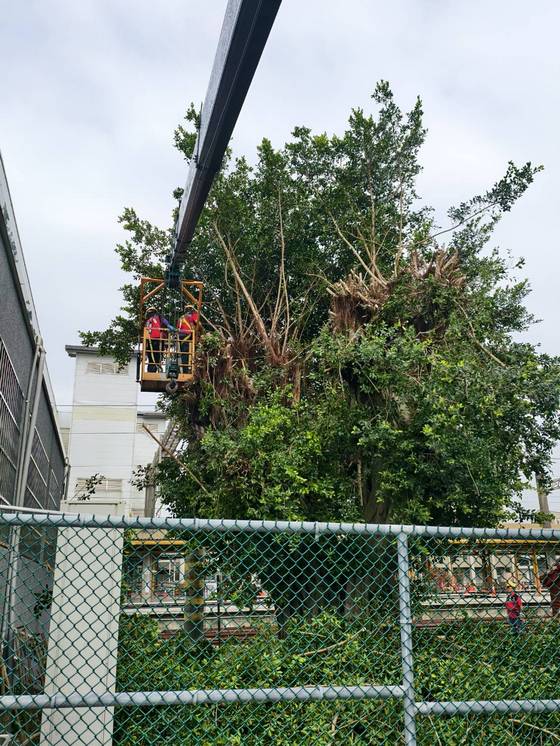 新營區 新營火車站樹木修剪工程