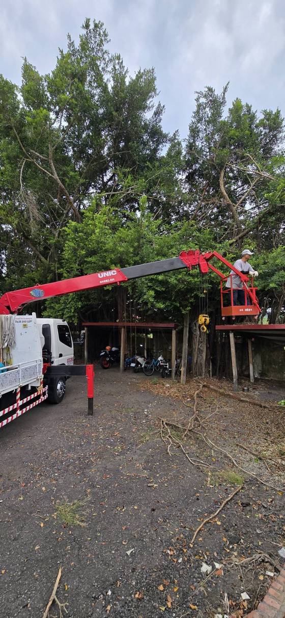 官田區 陽明工商學校樹木修剪