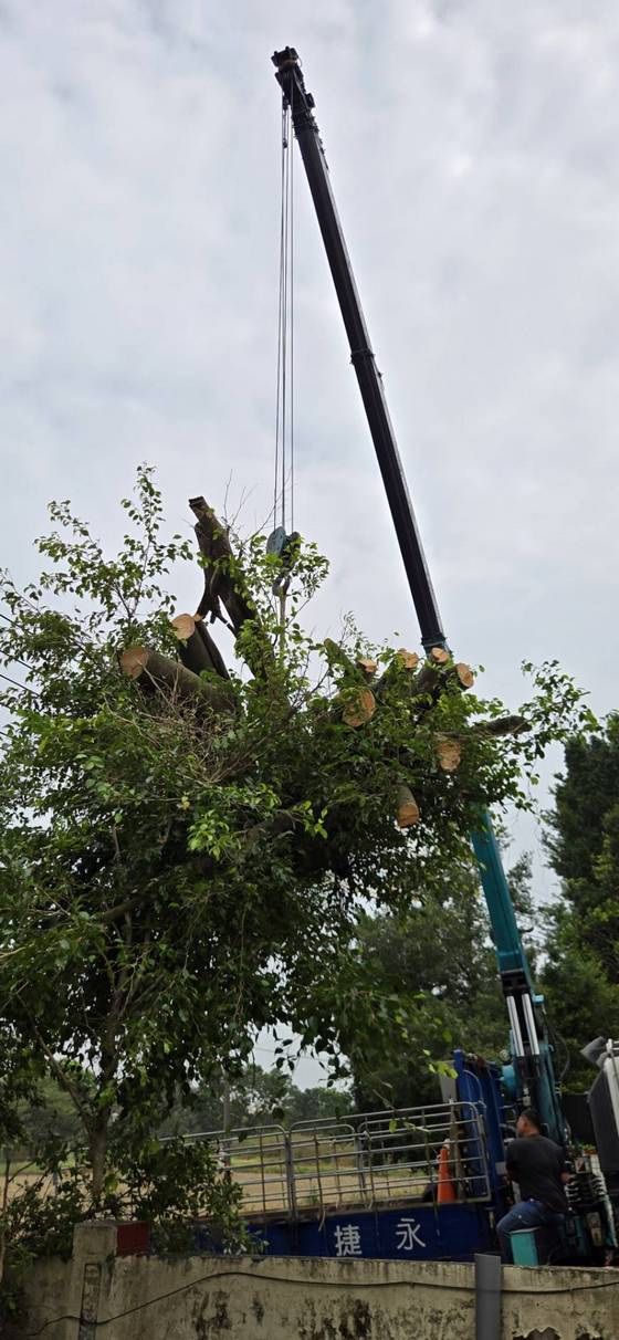 官田區 陽明工商學校樹木修剪