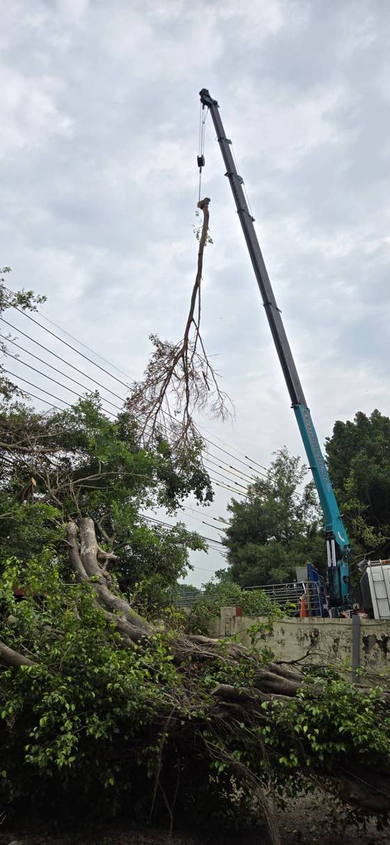 官田區 陽明工商學校樹木修剪