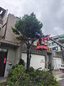 台南市安平區樹木修剪 維護