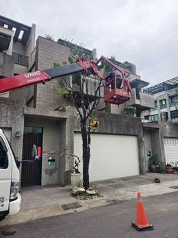 台南市安平區樹木修剪 維護