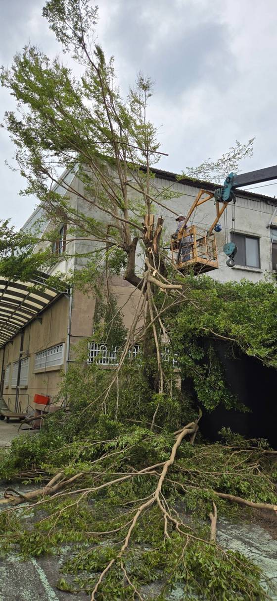 台南新營區修剪樹木全矮化工程