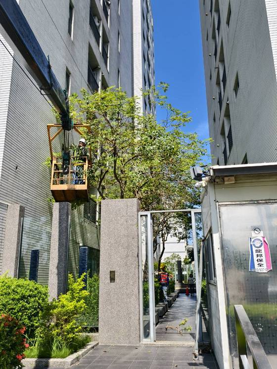 台南安平區 固定籠樹木修剪